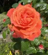 Red-Orange Tea Rose