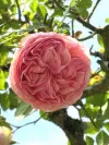 Pink Climbing Rose