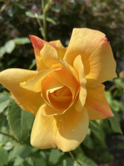 Rosa x hybrida