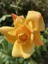 Butterscotch Grandiflora Rose