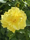 Lemon Yellow Rose