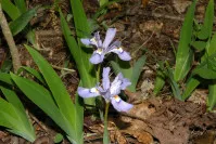 Iris