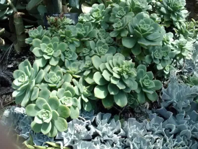 Aeonium haworthii