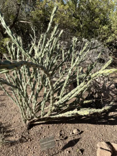 Cylindropuntia acanthocarpa