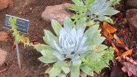 Dudleya