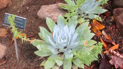 Dudleya brittonii