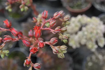 Echeveria hybrida 'Black Prince'