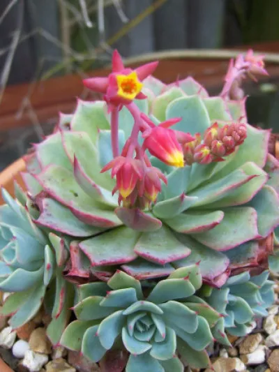 Echeveria elegans