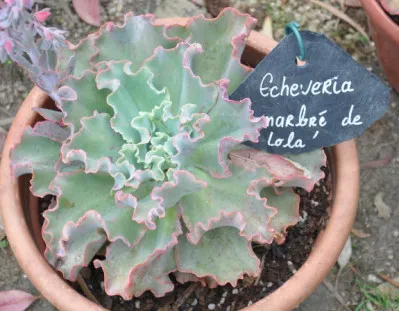 Echeveria lola