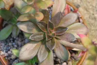 Echeveria