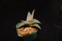 Haworthia