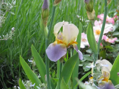 Iris germanica