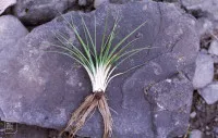 Isoetes