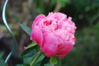Paeonia