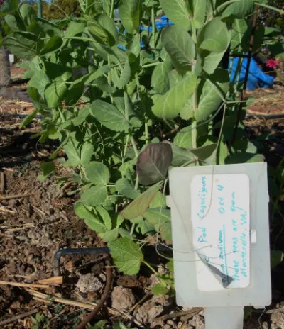 Pisum sativum
