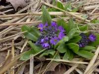 Primula
