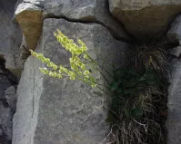 Rumex