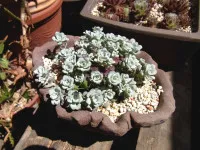 Sedum spathulifolium
