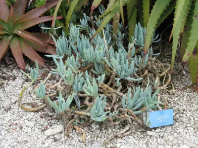 Curio repens