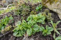 Valerianella