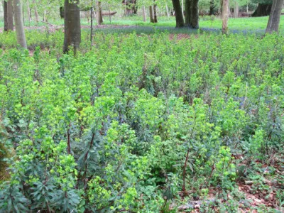 Euphorbia amygdaloides subsp. robbiae