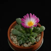 Frithia
