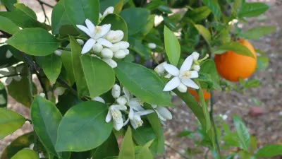 Citrus x sinensis