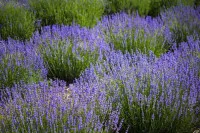 Lavandula