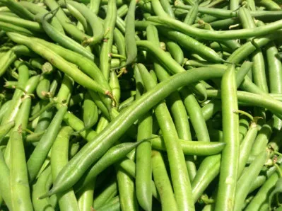 Phaseolus vulgaris