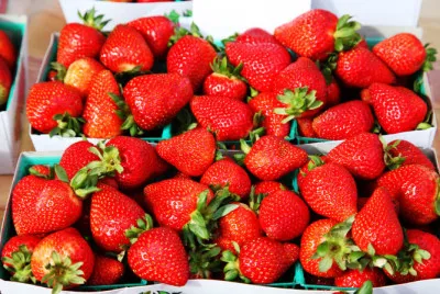 Fragaria x ananassa
