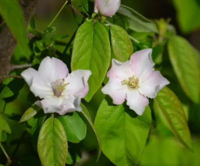 Cydonia oblonga