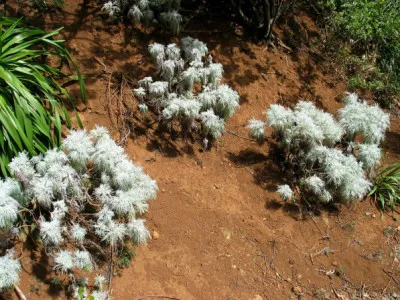 Artemisia australis var. mauiensis