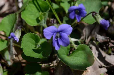 Viola sororia