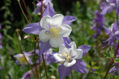 Aquilegia caerulea