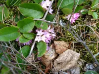 Epigaea
