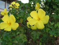 Hibiscus