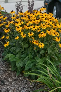 Rudbeckia