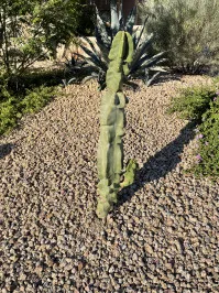 Pachycereus
