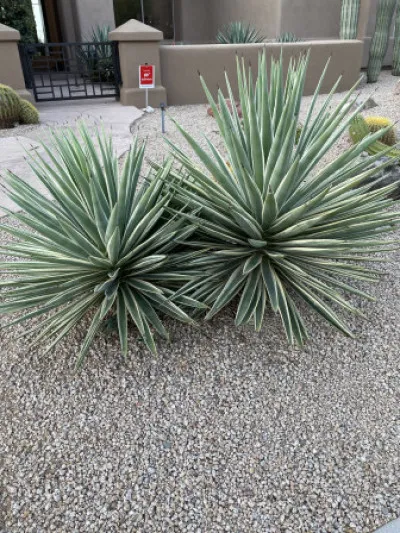 Agave angustifolia
