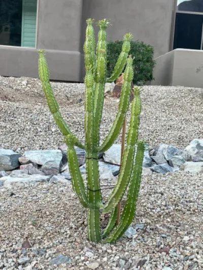 Euphorbia royleana