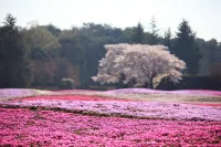 Phlox