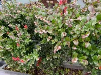 Vaccinium ovatum