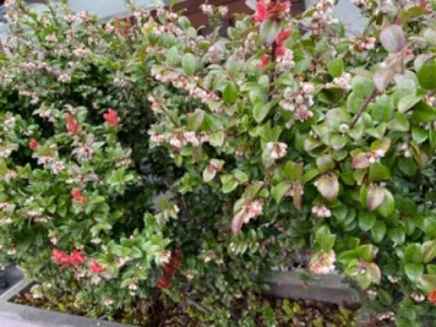 Vaccinium ovatum