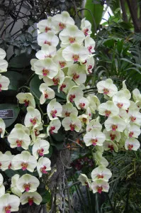 Phalaenopsis