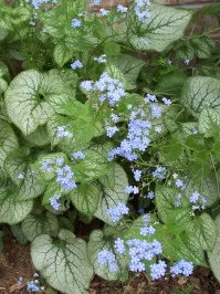 Brunnera