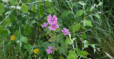 Malva sylvestris