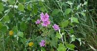 Malva