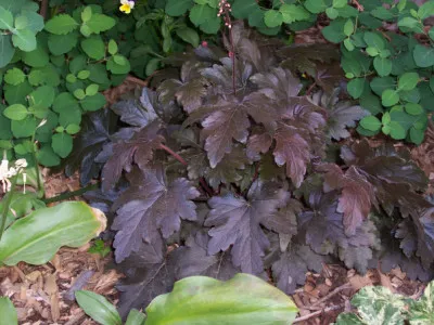 Heuchera hybrids