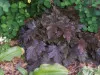 Black Heuchera