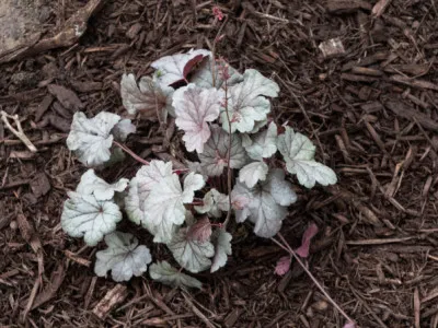 Heuchera hybrids